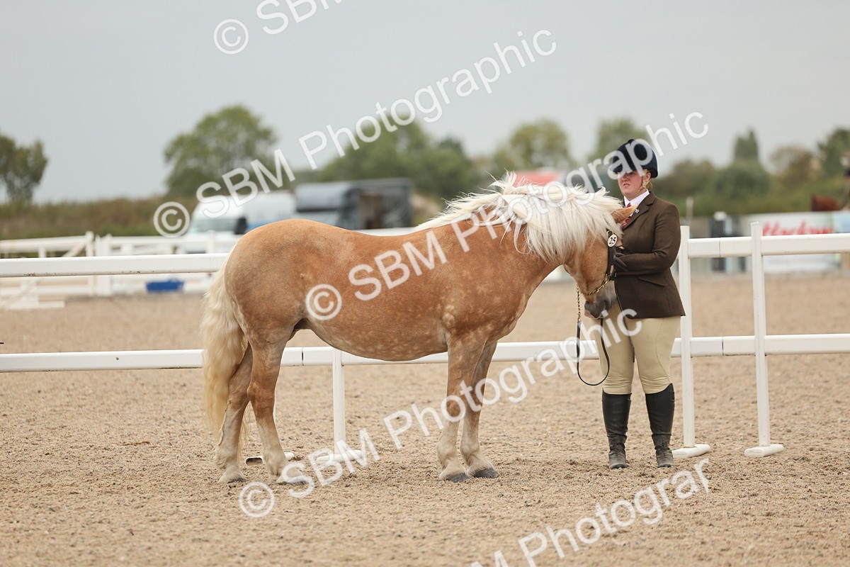SBM_19254 - Class 317 - IH Pure Bred Horse-Pony