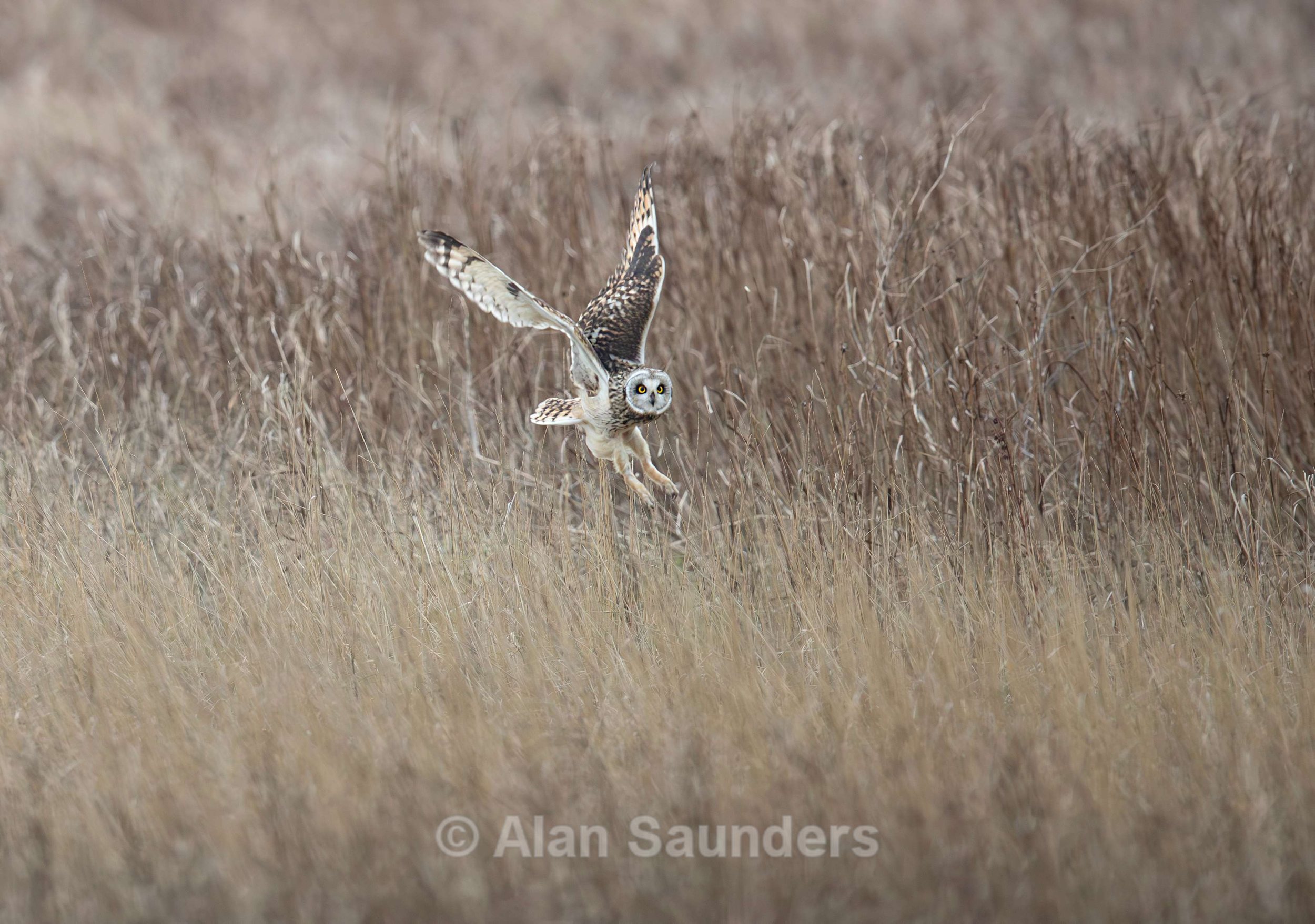 Short Eared Owl
