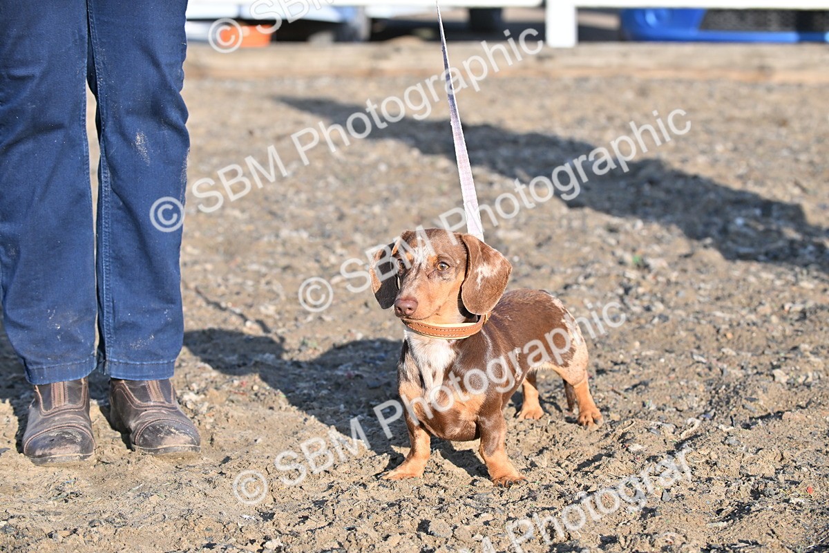 SBM_09400 - Lorry Dogs