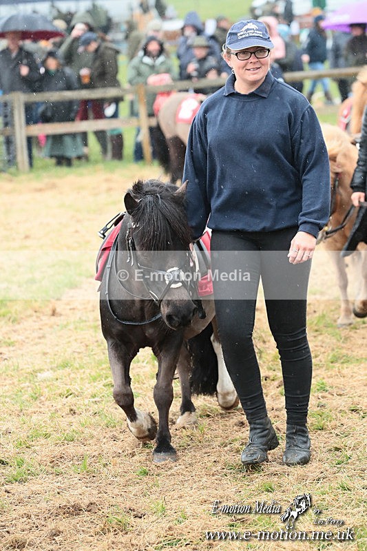 SHETPR 210425 38 - Shetland Ponies Paxford Races 21/04/25