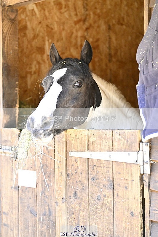 240728B-092314-00005 - Sunday Stable Shots and Fancy Dress
