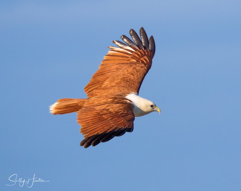 Brahminy Kite 4