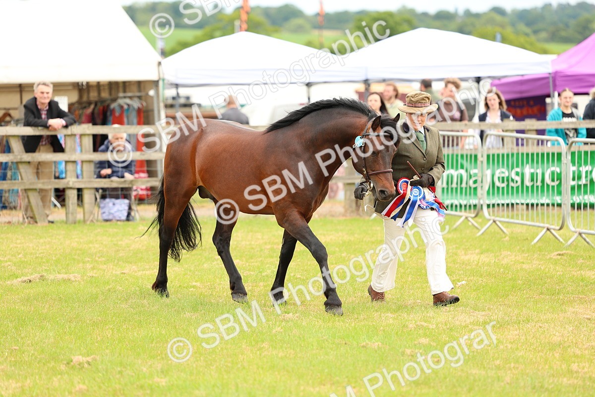 SBM_03598 - Class 58-67 - M&M Non Welsh Pony In hand