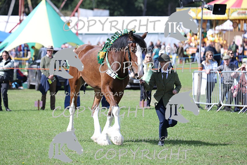 APP_3202 - Class 3 Youngstock