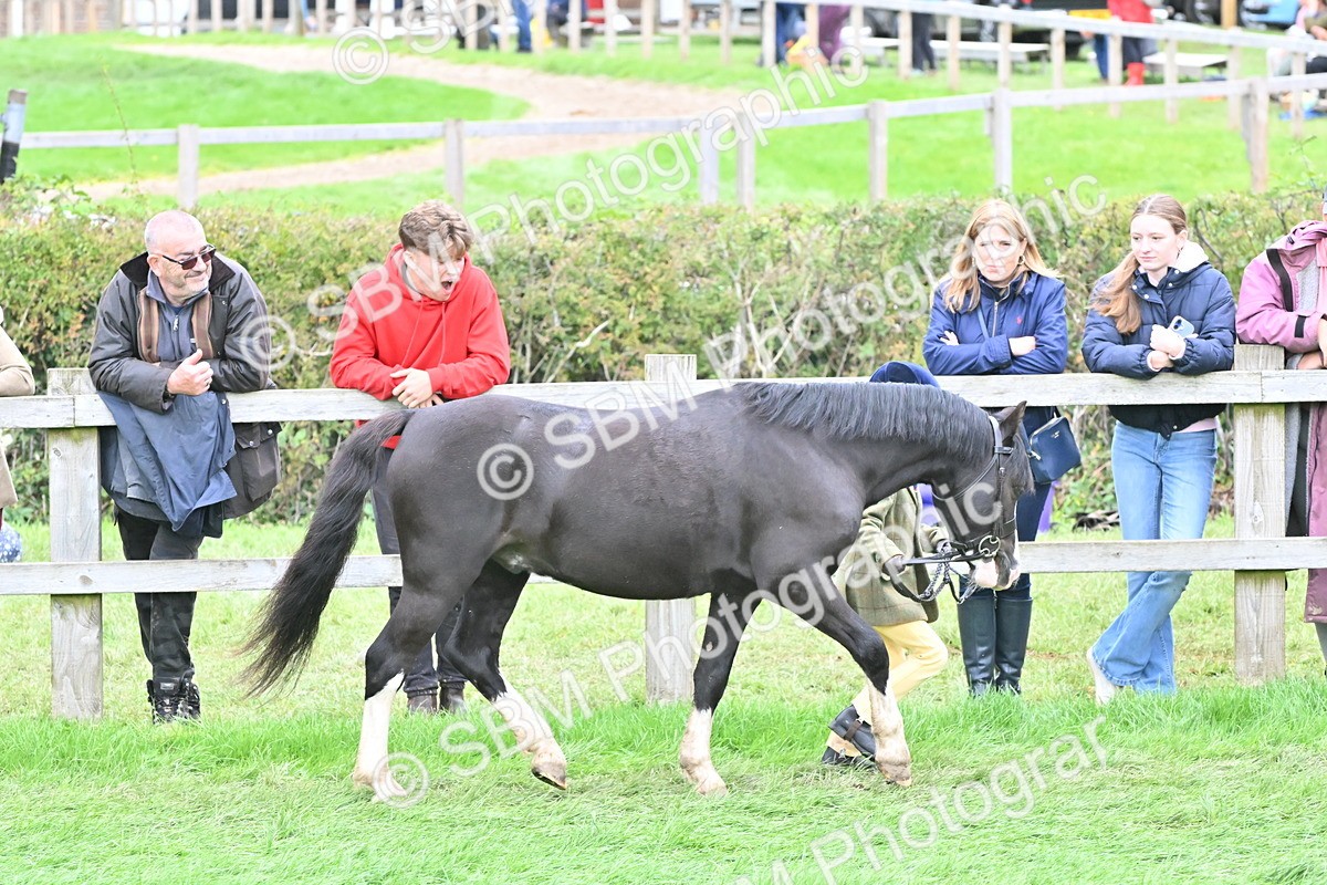SBM_66773 - S41 - Junior Handler 8 Years & Under