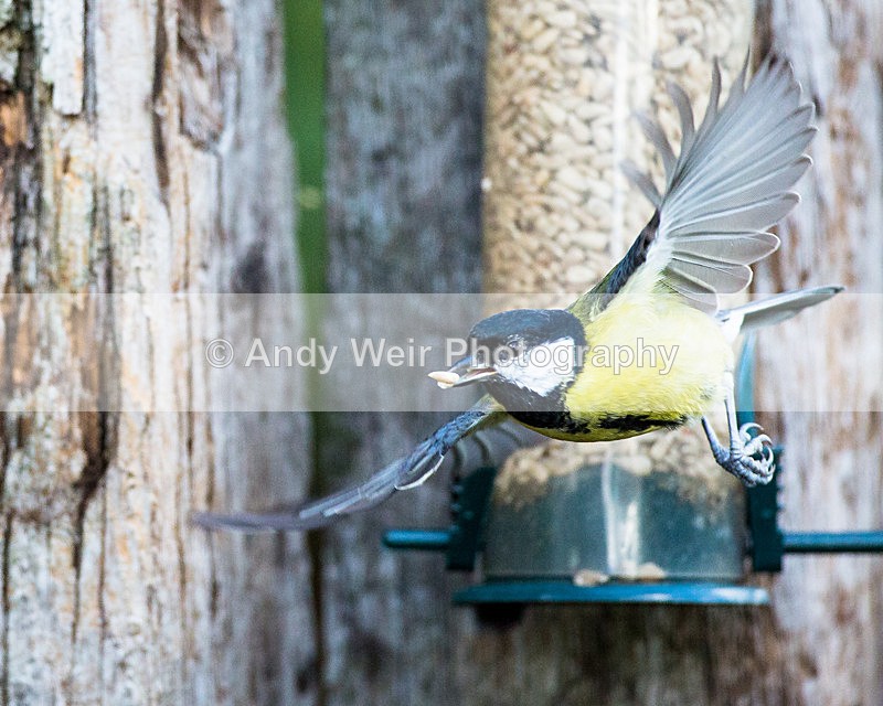 20130908-3K8A6017 - Great Tit