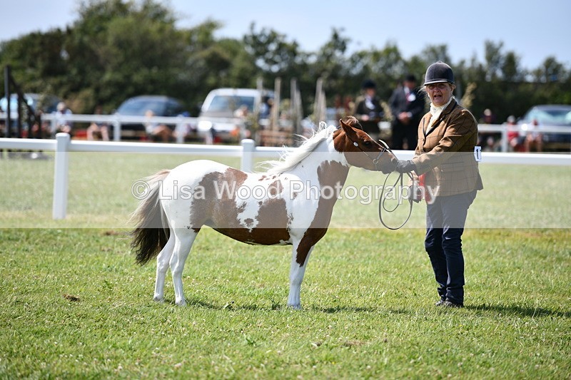 DSC_7932 - Coloured Horse In Hand Championship