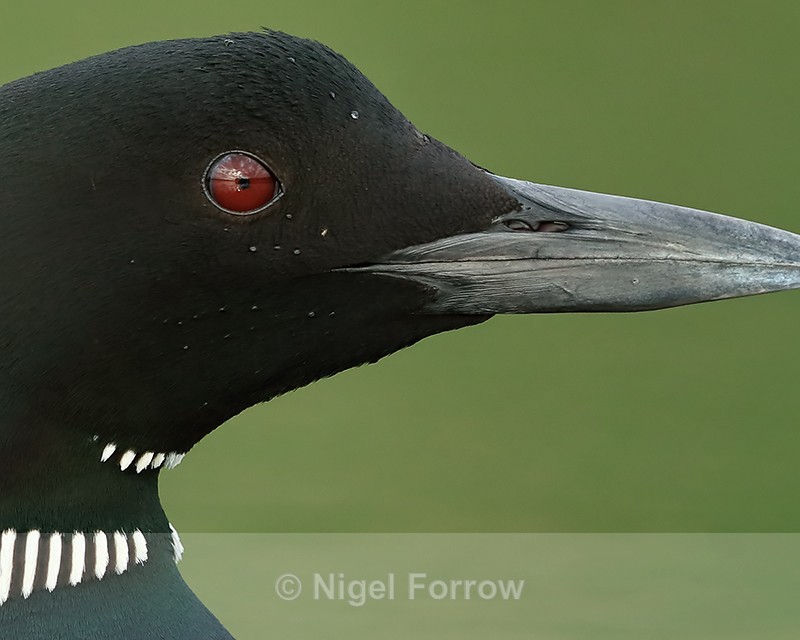 Common Loon, eye & bill detail, Minnesota, USA - Great Northern Diver