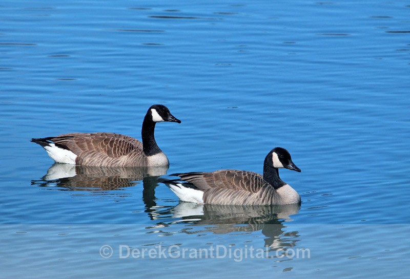 Canada Geese - Birds of Atlantic Canada