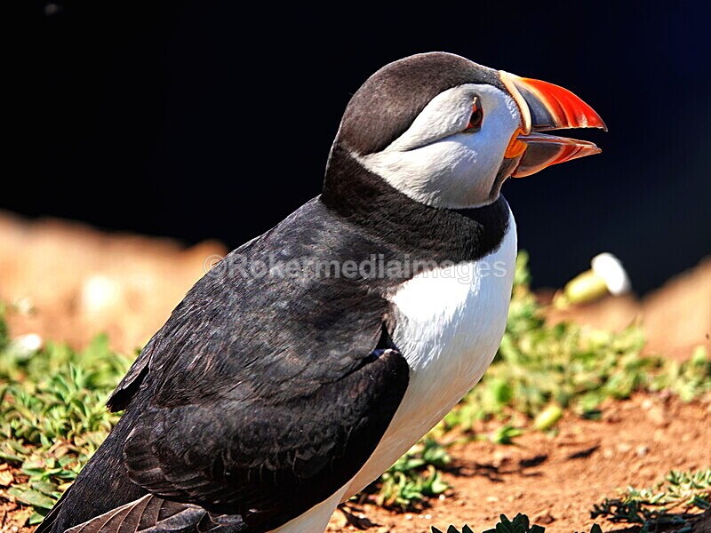 DSC00308 - Skomer 2019