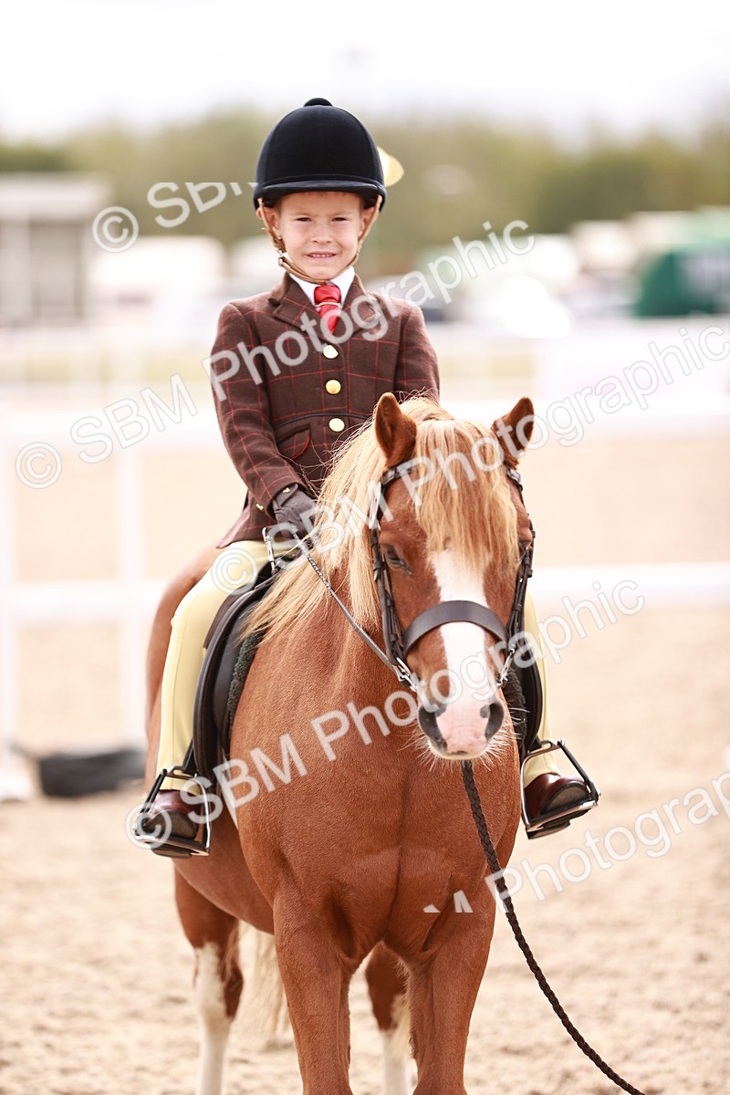 SBM_18321 - Class 417 - Handsome Gelding (IH or Ridden - JNR)