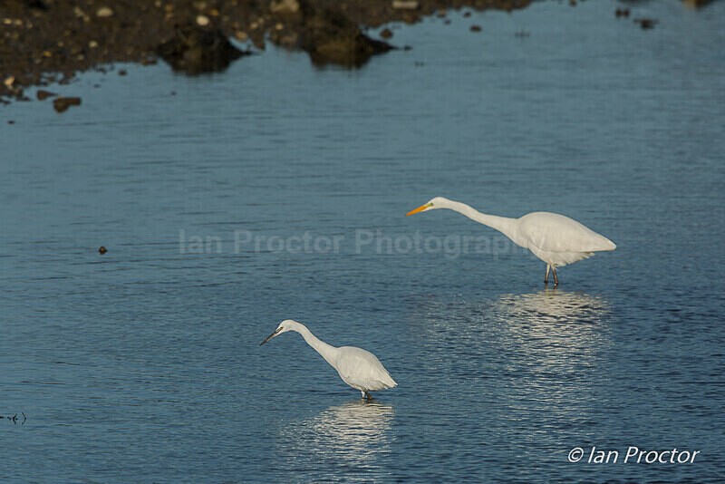 Great White Egret & Little Egret - 2 of 6 - Nature