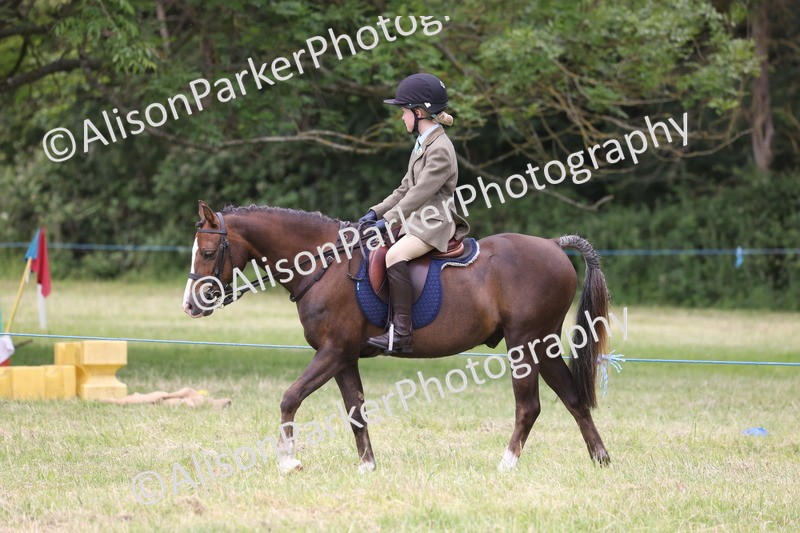 20260614-3163 - Class 22 - Open Working Hunter