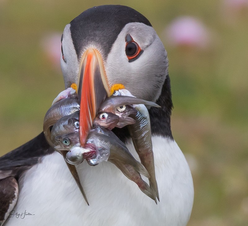 Puffen with Fish 17 - Puffins