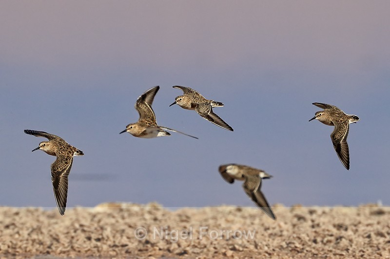 Baird's Sandpipers in flight, Chaxa, Chile - Baird's Sandpiper