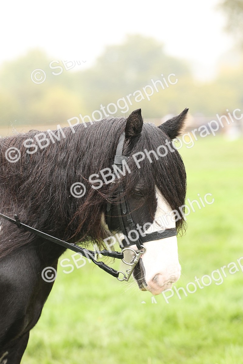 SBM_72807 - S70 - Traditional Cob Ridden