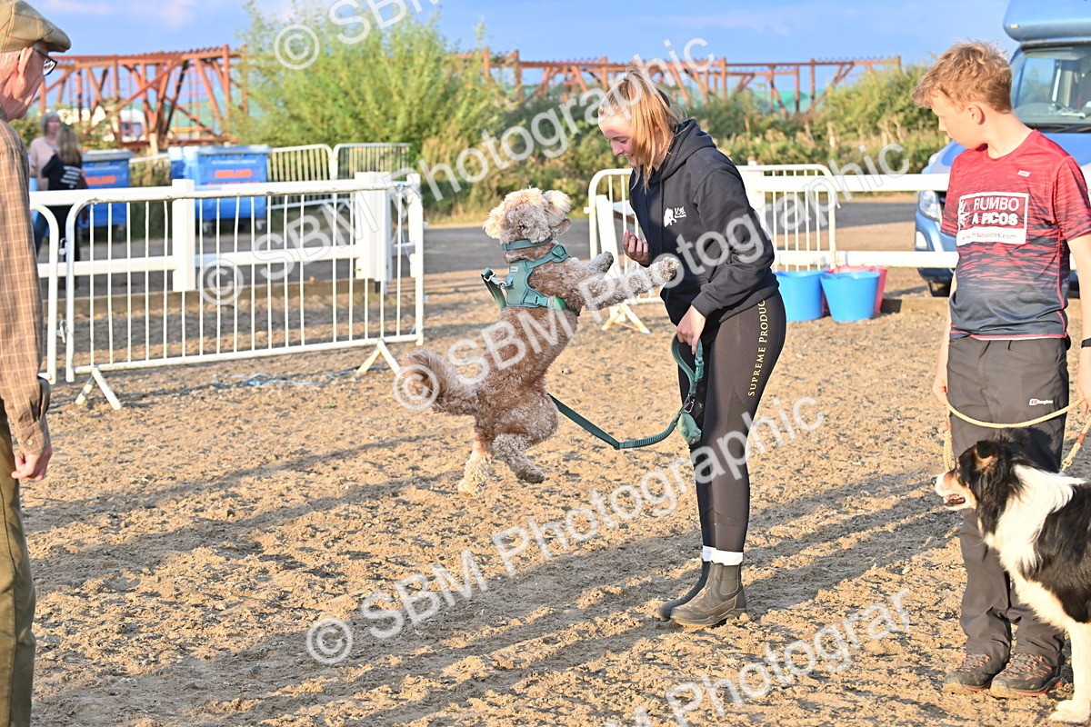 SBM_09647 - Lorry Dogs