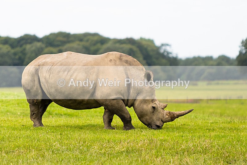 20150725-8E0A0196 - Captive Animals