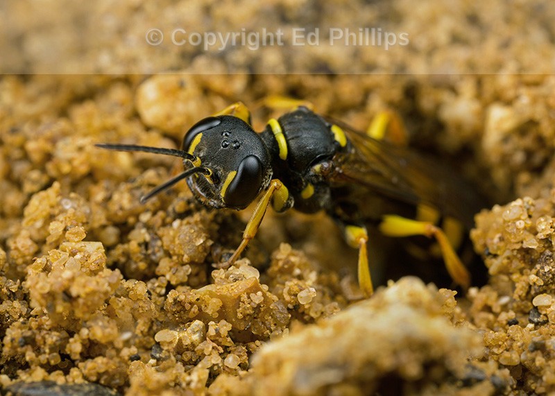 Mellinus arvensis (f)