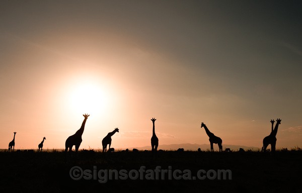 Giraffe Nairobi National Park, Kenya