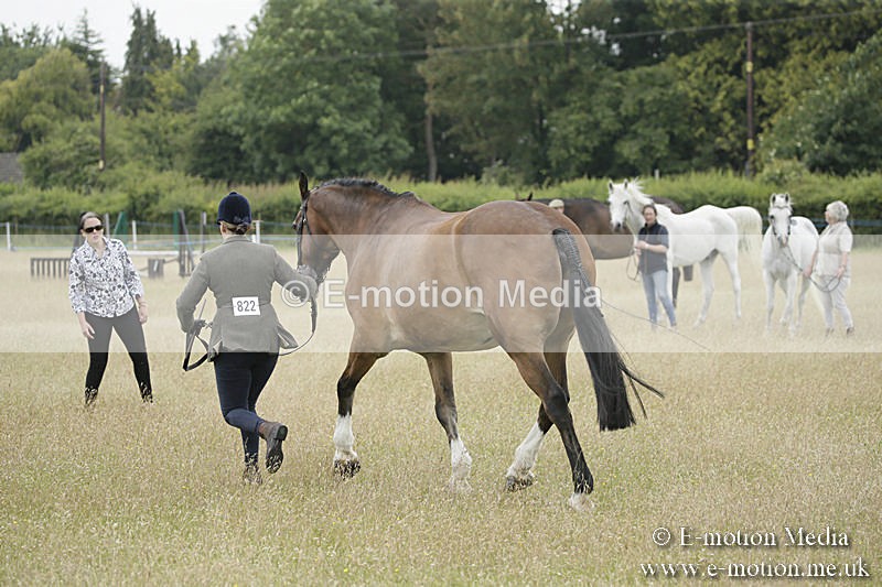 B230619-0541 - Bourne Valley Riding Club Summer Show 23/06/19