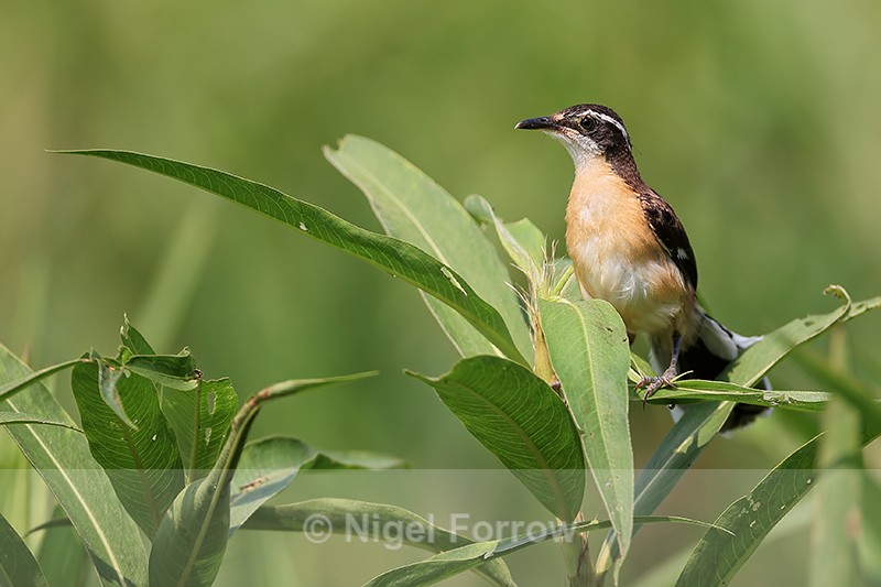 Black-capped Donacobius (immature), Pantanal, Brazil - Black-capped Donacobius