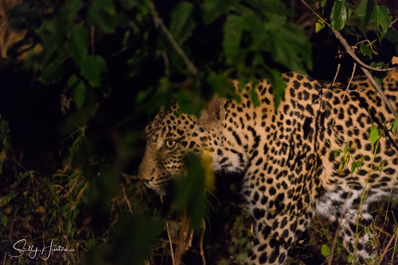 Leopard by Night 2