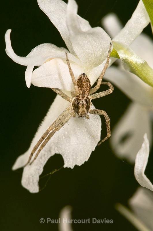  - Bugs: Spiders