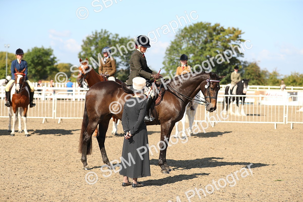 SBM_02312 - Class 43 Ridden Competition Horse/Pony