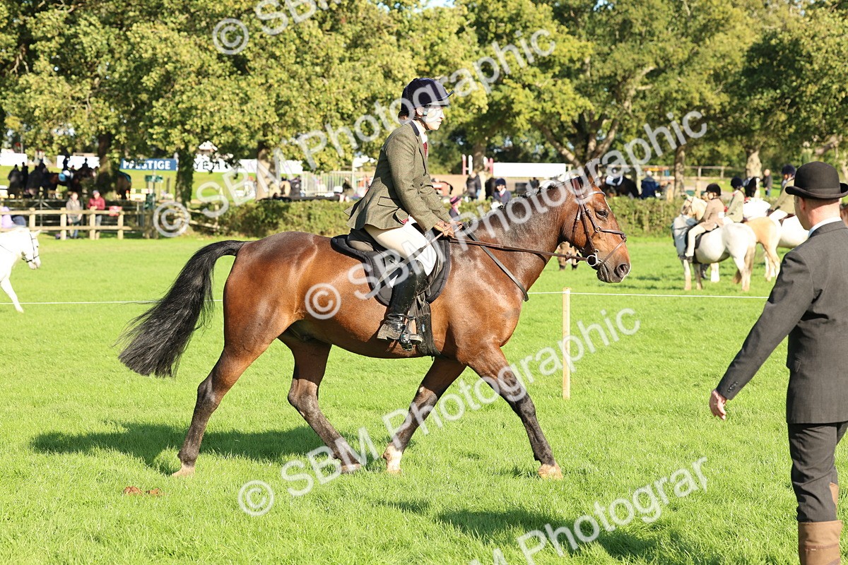 SBM_50135 - S34 - Novice & Newcomers Working Hunter