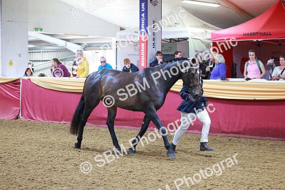 SBM_14727 - Class C - Novelty champ