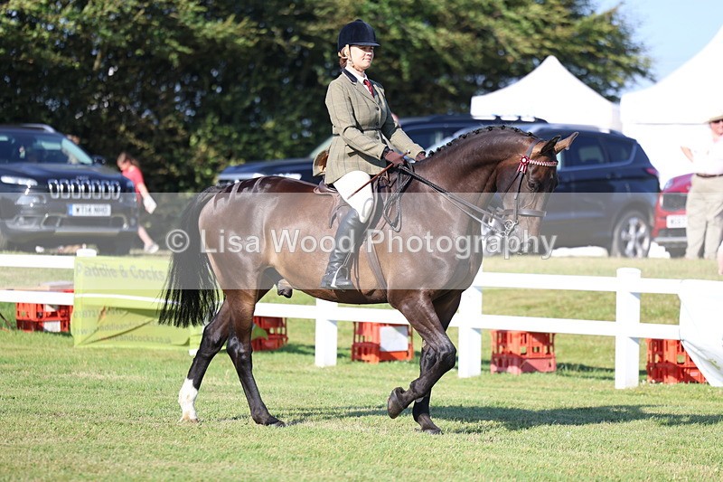 3E7A5229 - Class 2: Rising Star Large Hack/Riding Horse