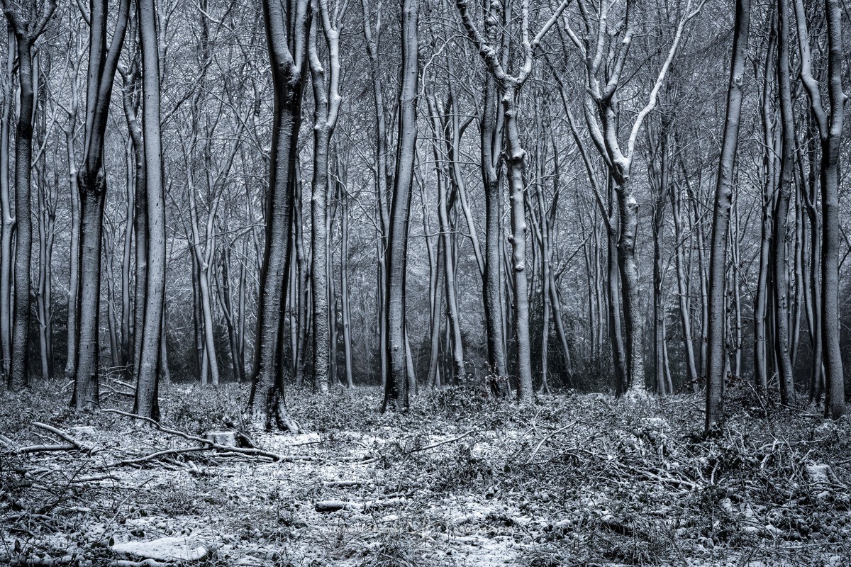 Winters contrast - WINTER