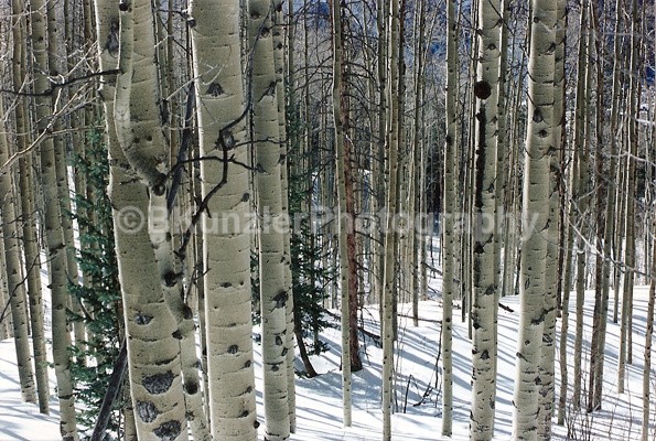  - Colorado