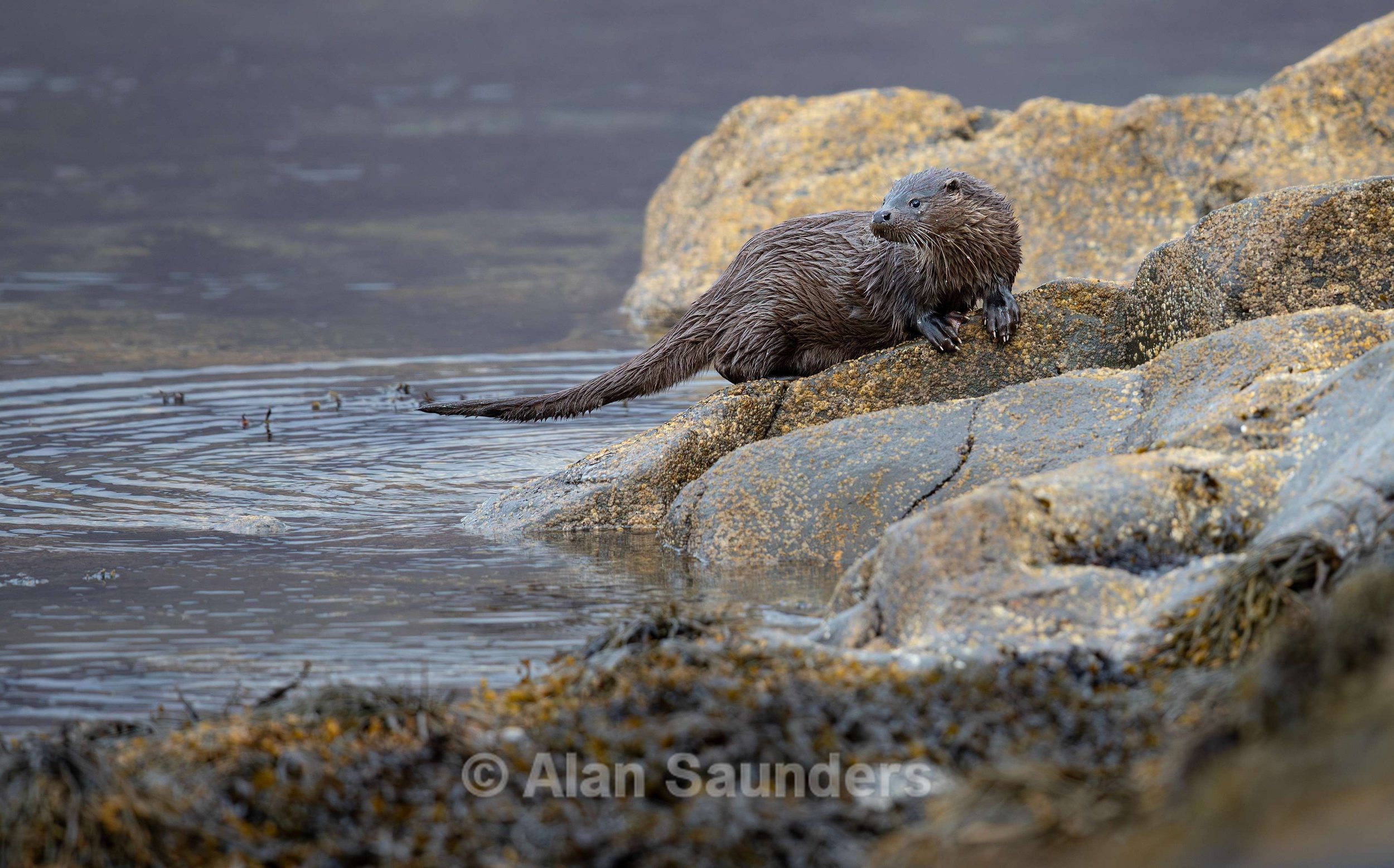 Eurasian Otter 9