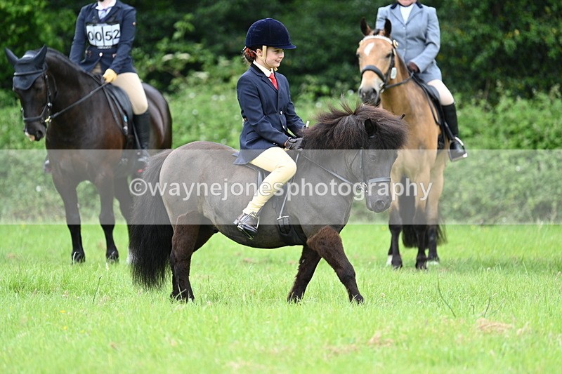 WJ7_3951 - Class 14A Handsome Gelding
