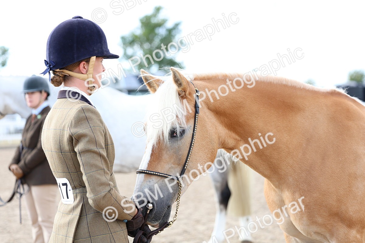 SBM_18754 - Class 317 - IH Pure Bred Horse-Pony