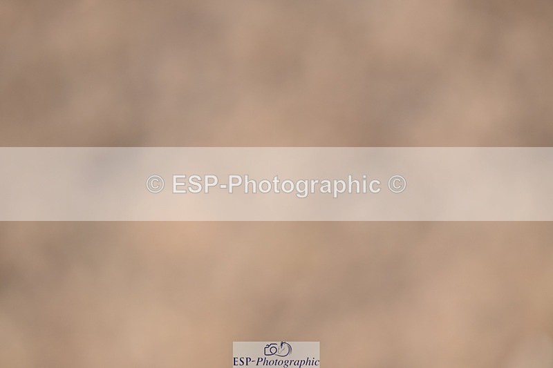 250322-134527-01097 - SJ 90cm (Elementary 2) and Presentations