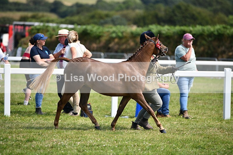 DSC_8307 - Class 68: Part Bred In Hand M & M