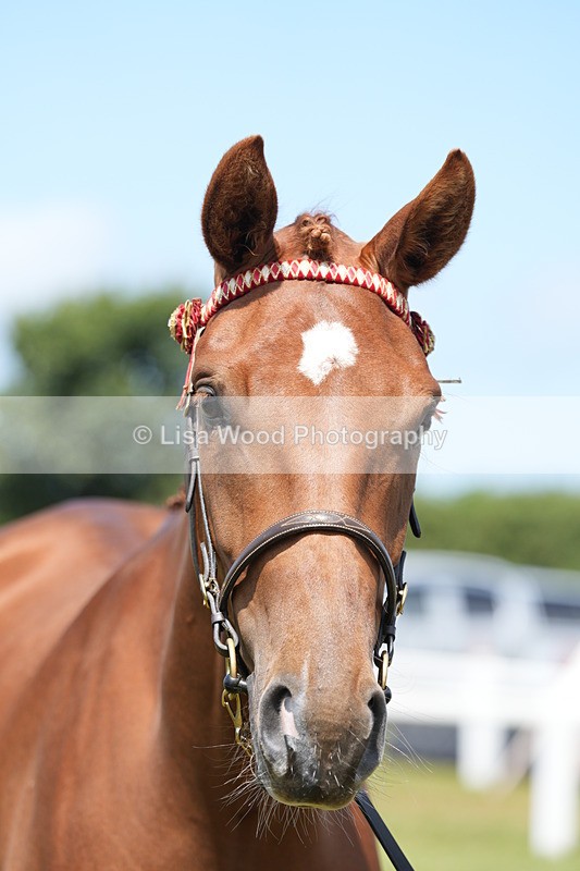 DSC06269 - Class 54: Hunter/Riding Horse/Hack 1 & 2 yr olds