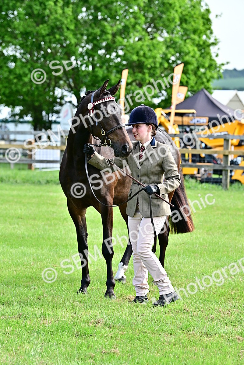 SBM_00088 - Class 46-49 - Arab and Part Bed-Anglo Arab In Hand