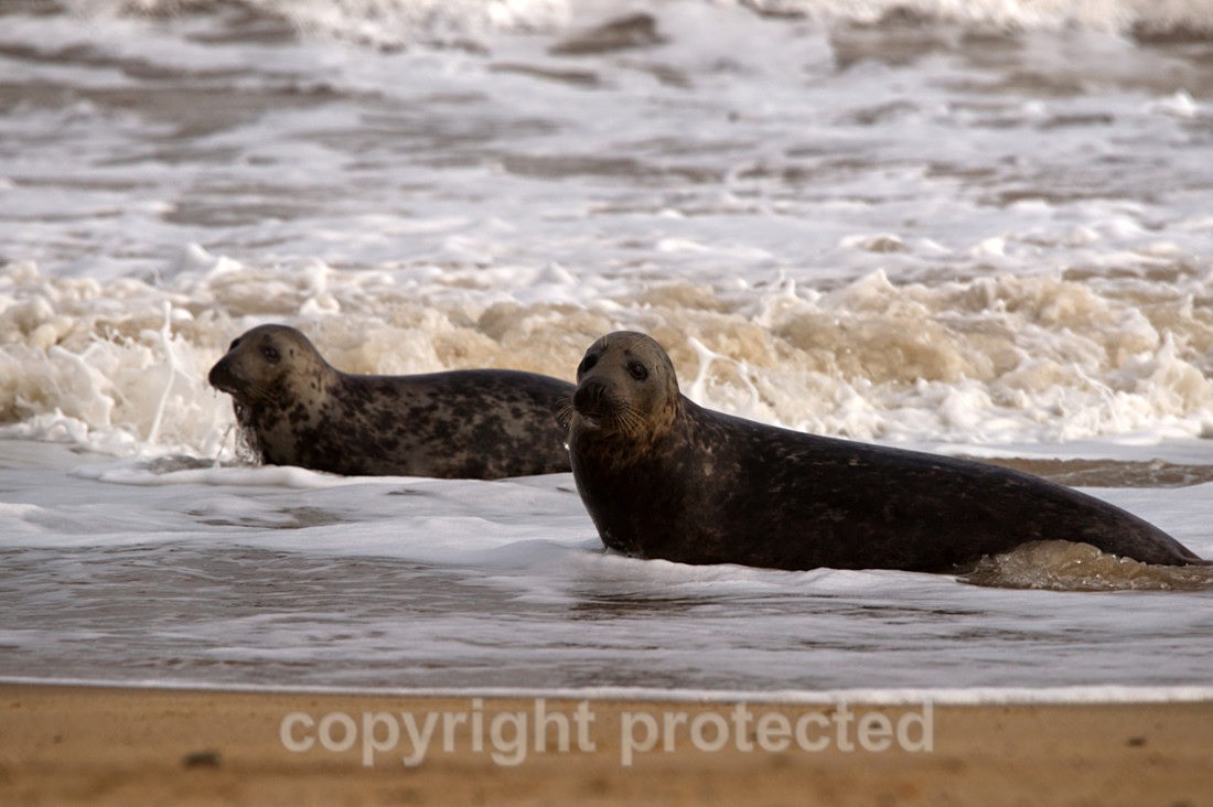 Grey Seals During The Moult - Norfolk