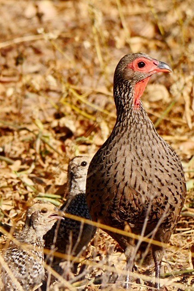 Sainson's Spurfowl & Chick! - BIRDS & INSECTS