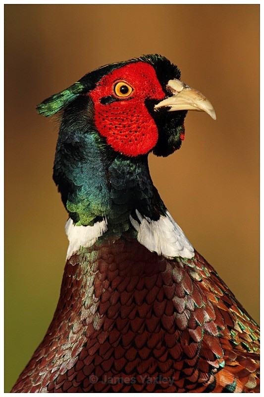 Regal Pheasant - The British Wildlife Photography Awards 2009 to 2014