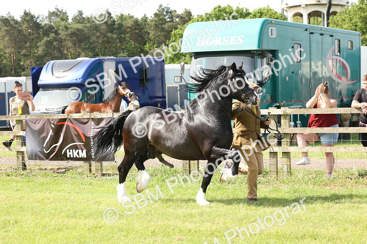 SBM_02194 - Class 6-13 - Mountatin and Moorland In Hand Welsh Breeds