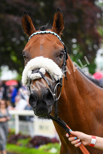 180523-Race 1-Regional-0205 - Race 1 1.50pm Lindum York Handicap