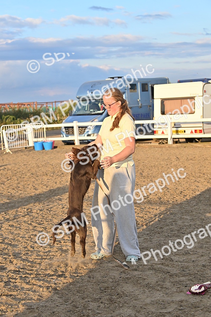 SBM_09710 - Lorry Dogs