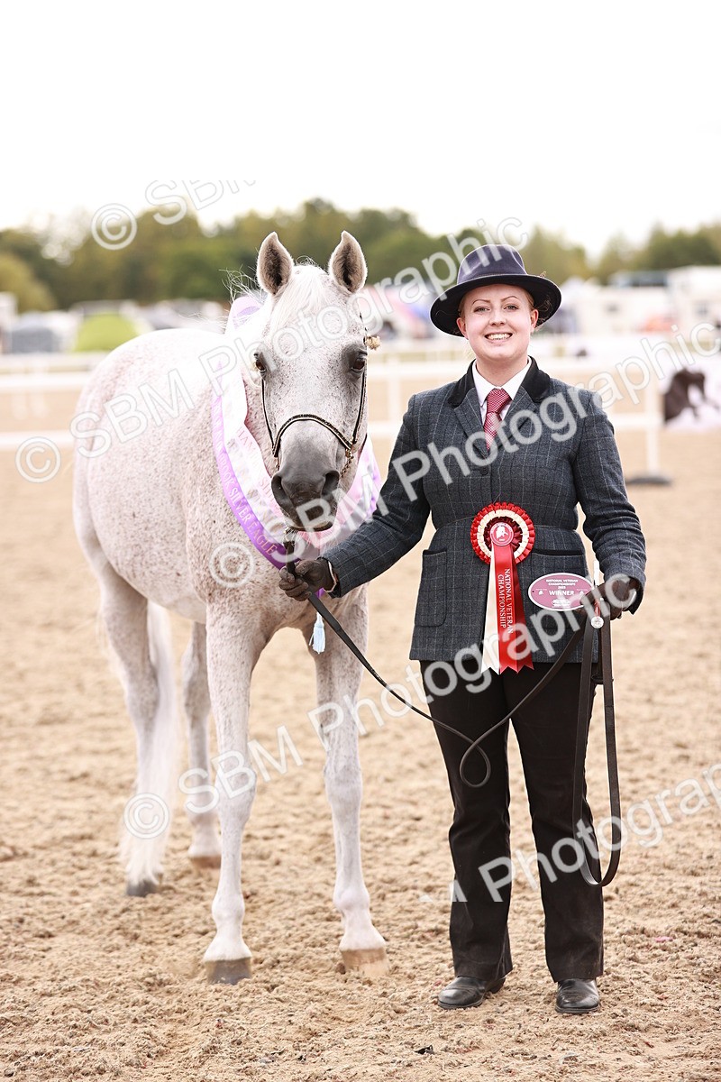 SBM_16242 - Class412 - Handsome Gelding (IH  or Ridden) Adult