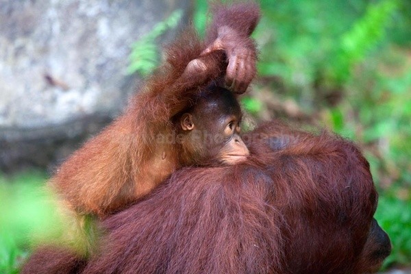 Wild orangutan (Pongo) Borneo_013 - Boreno