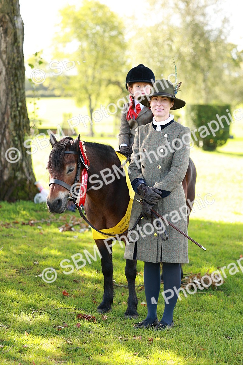 SBM_42203 - S32 - Mountain & Moorland Working Hunter Pony